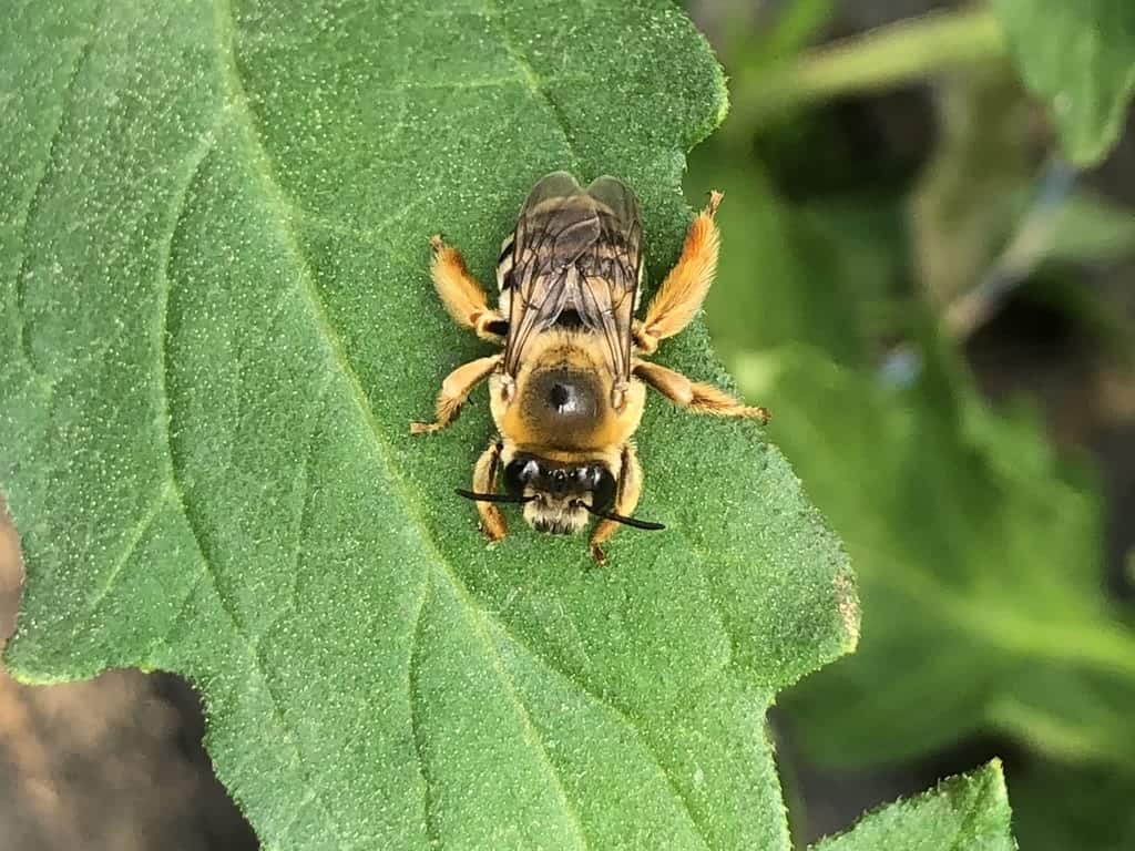 Observação de Fauna e Flora